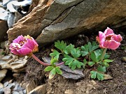 26 Ranunculus glacialis (Ranuncolo glaciale) in avanzata fioritura